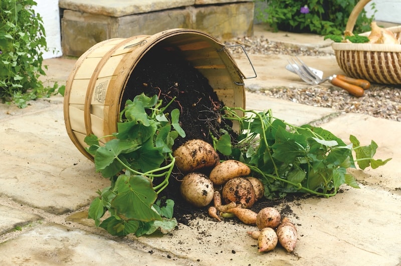 How to grow sweet potatoes - Suttons Gardening Grow How