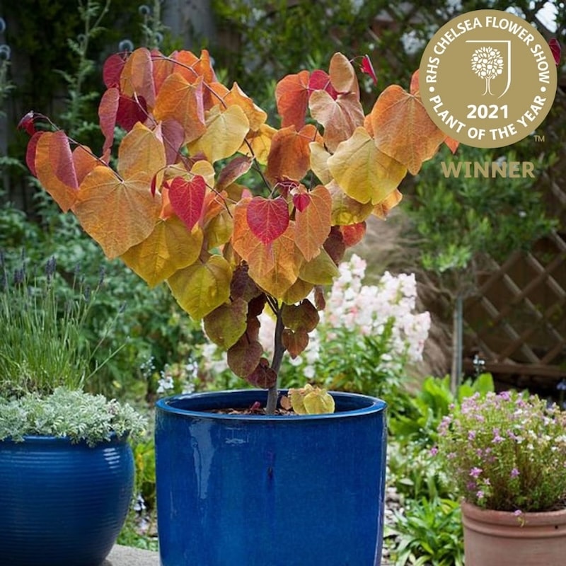 Cercis Eternal Flame, exhibited by Stonebarn Landscapes, bred by Hillier and introduced by Suttons.