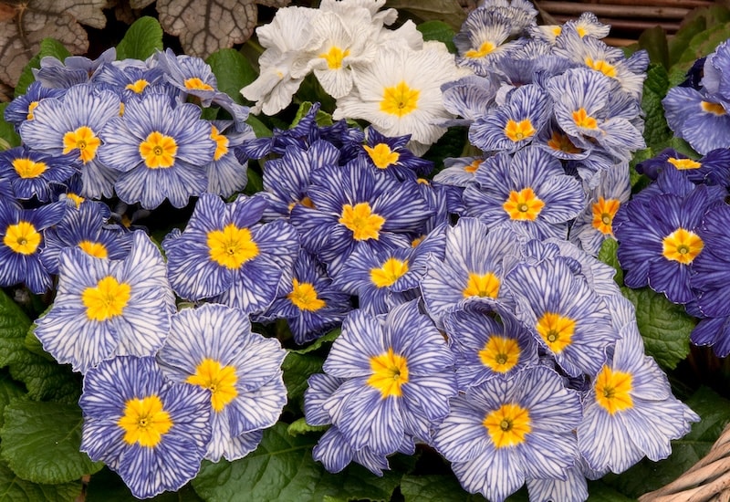 Stripy blue and white primrose flowers