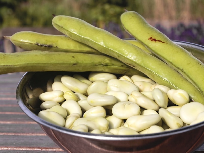 Broad bean with white-green beans in bowl