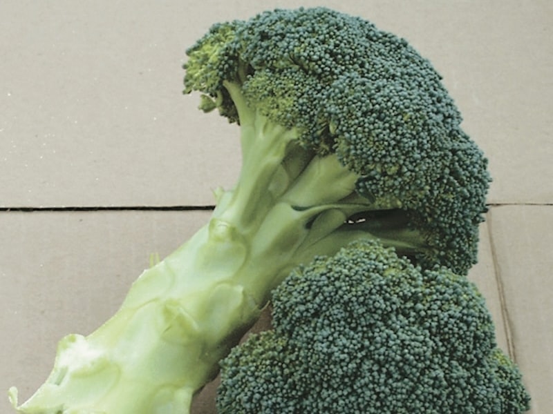 Closeup of two harvested broccoli spears
