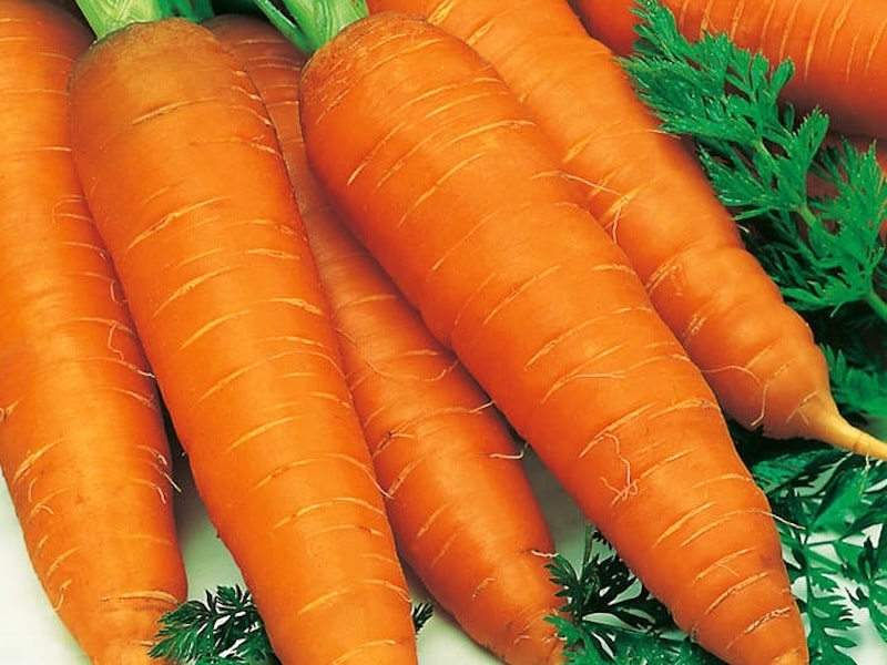 Closeup of carrots against green foliage