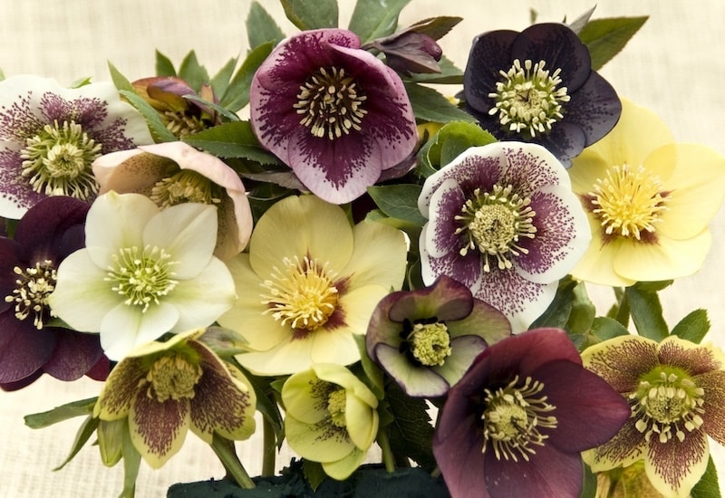 Colourful bouquet of hellebore flowers