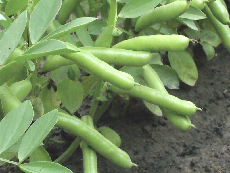 Early maturing broad bean growing in ground