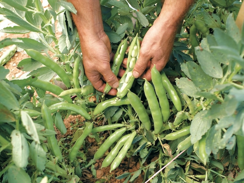 Hand opening broad bean casing