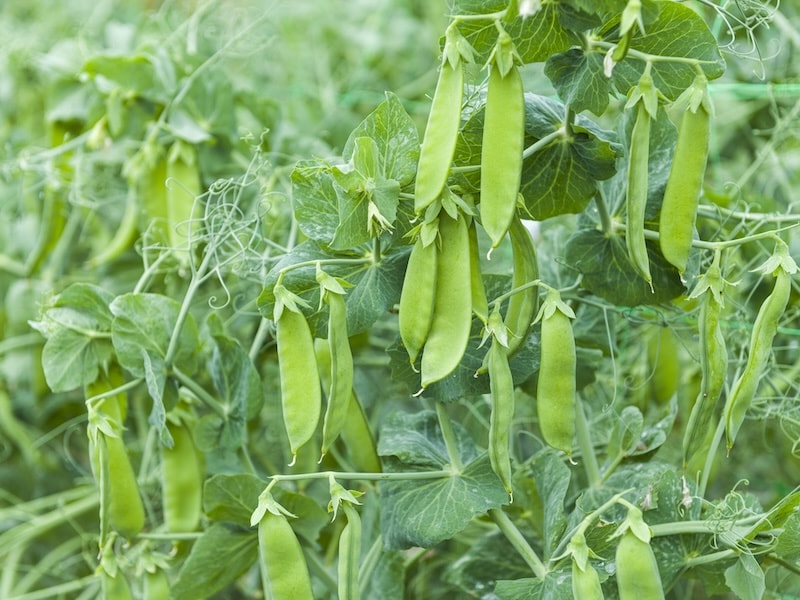 Peas with heavy yields