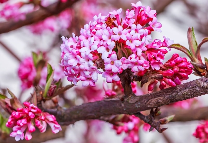 Bright pink viburnum shrub