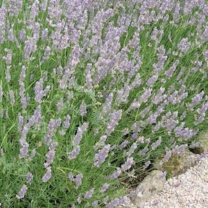 Lavender 'Hidcote' from Suttons
