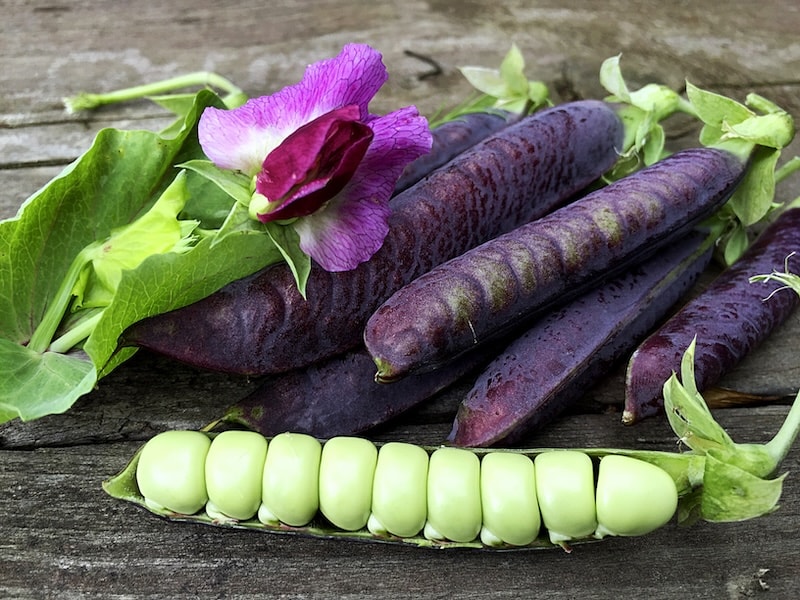 Purple podded peas with green peas