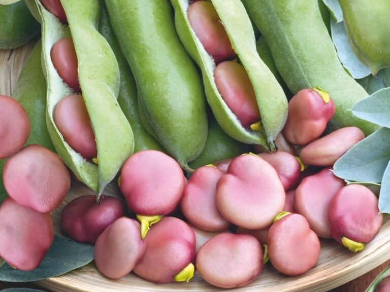 How to grow broad beans - Suttons Gardening Grow How