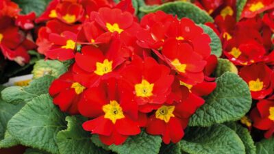 Designing a colourful garden for year-round interest