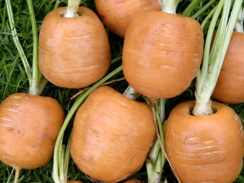 Round carrots on grass