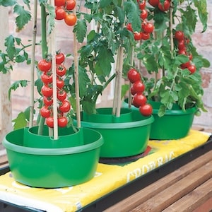 Tomato Plant Haloes from Suttons