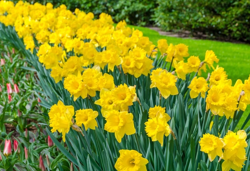 Border of yellow daffodils