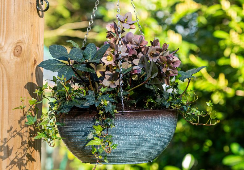 Blue glazed effect hanging basket filled with plants