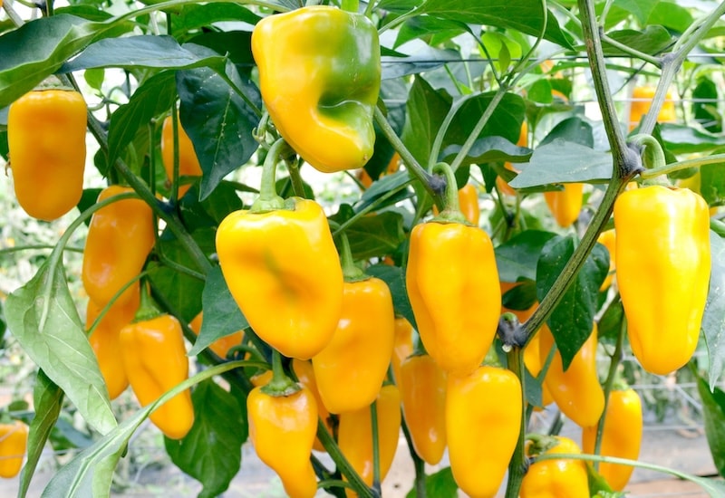 Bushel of yellow sweet peppers