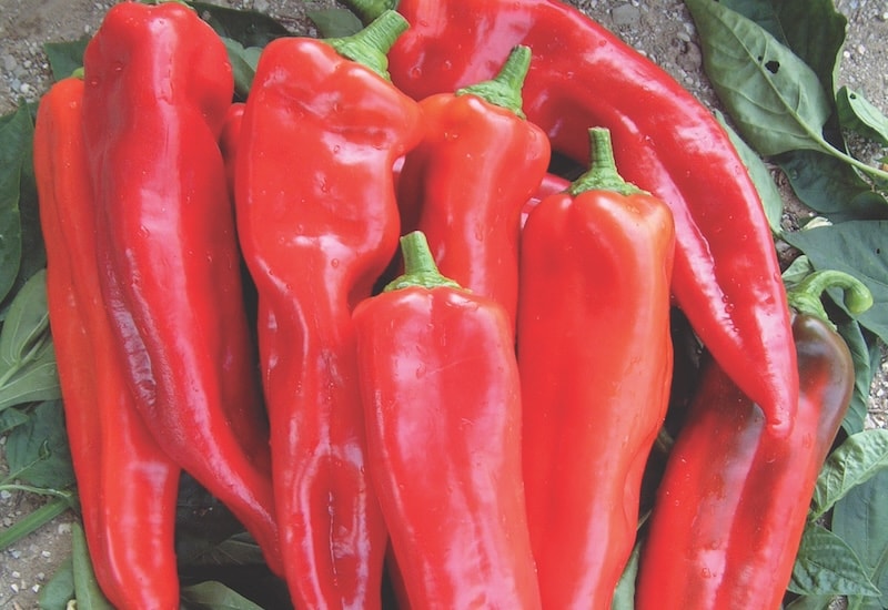 Closeup of long red sweet peppers