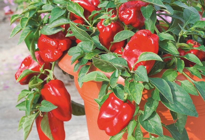 Plastic container with mini red peppers