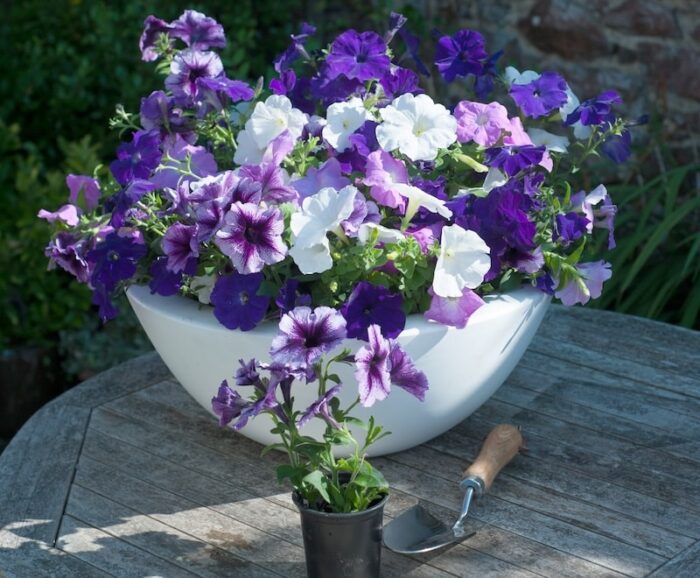 purple-petunias-white-bowl.jpg