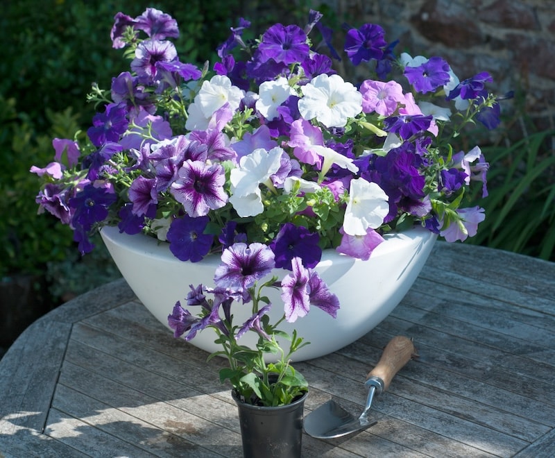 Purple petunias in white bowl