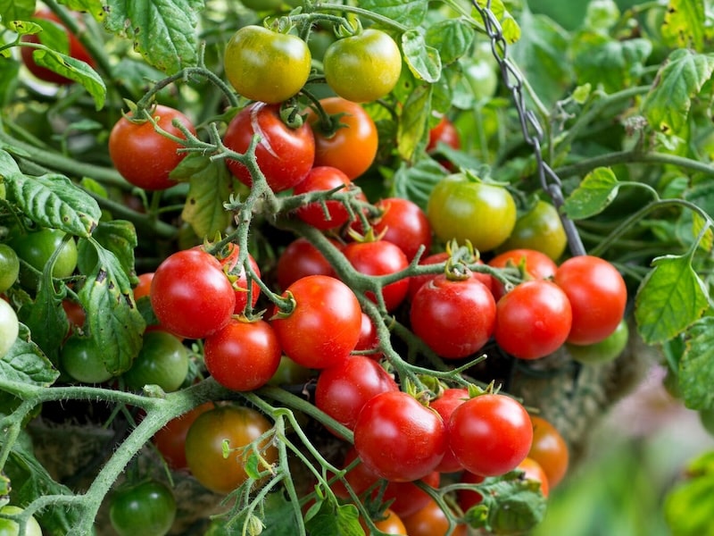 Red green tomatoes in hanging baskets