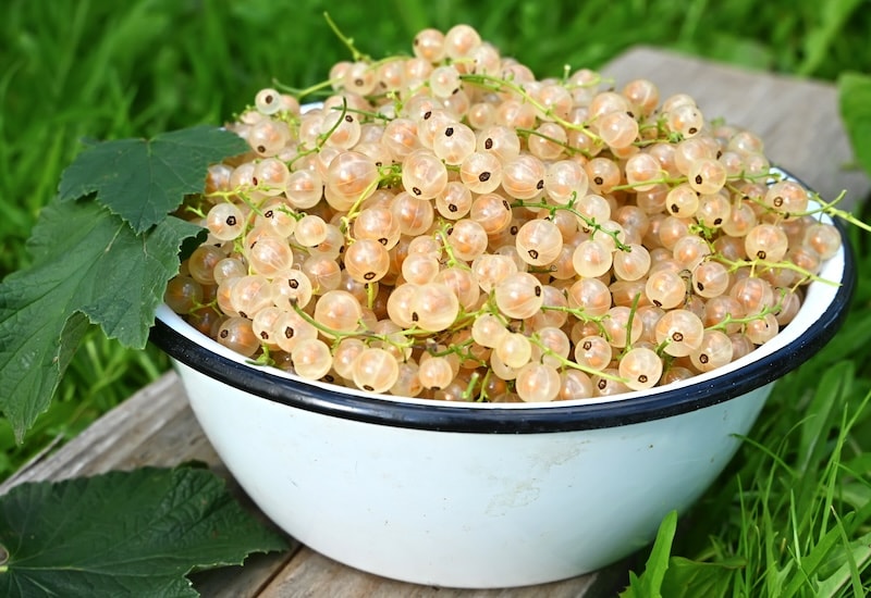 Whitecurrants in bowl