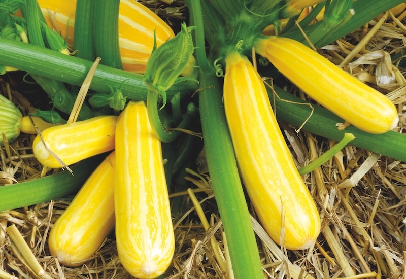 Yellow courgettes growing amongst straw