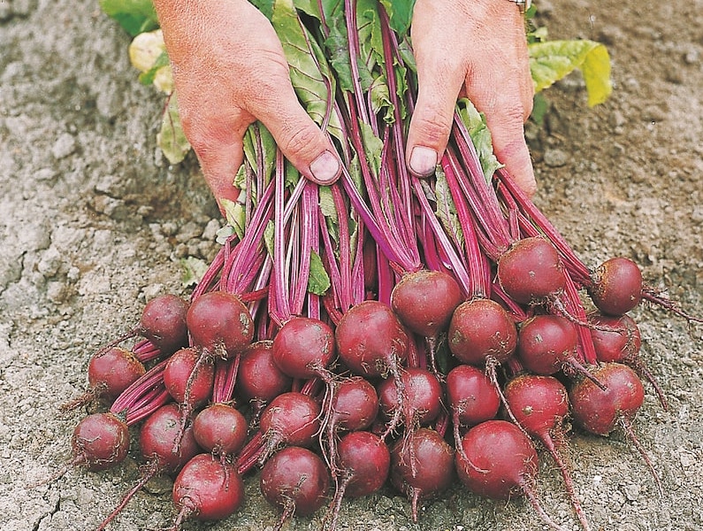 A harvest of F1 Action beetroot being held on soil