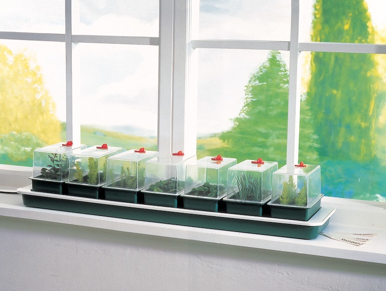 Super 7 Electric Windowsill Propagator with multiple seedlings sprouting