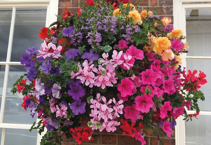 Colourful hanging basket against brick wall