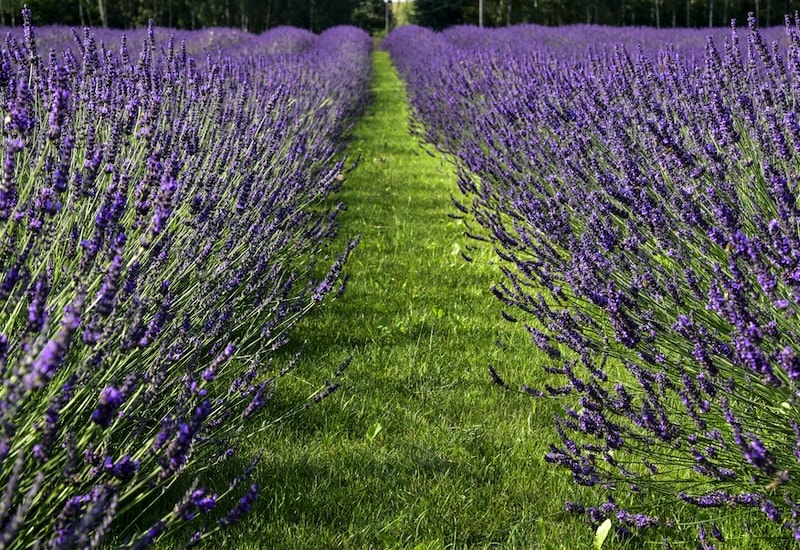 Field of purple lavender flowers