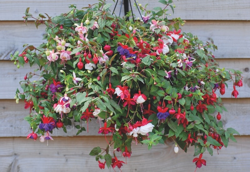 Fuchsias in hanging basket against fence