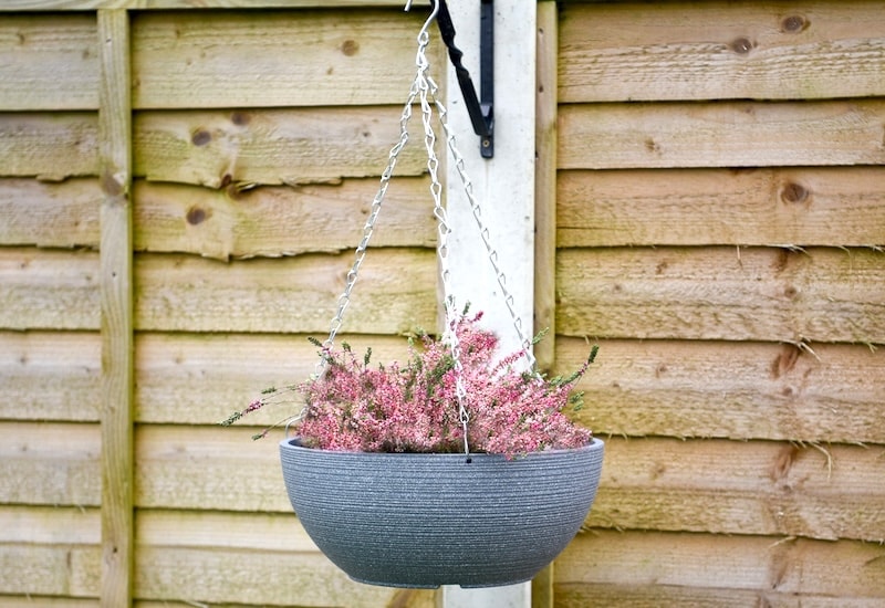 Grey bowl shaped hanging basket with pink heather