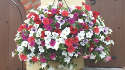 Seven tips to keep hanging baskets blooming all summer