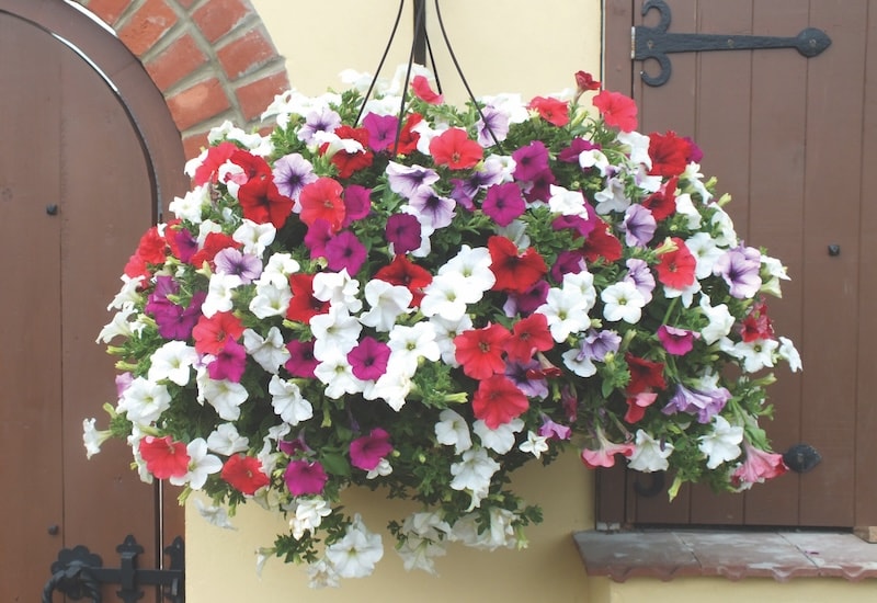 Pink, red and purple hanging basket