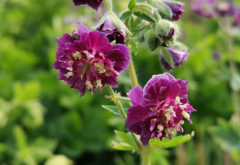 Purple geranium phaeum flowers