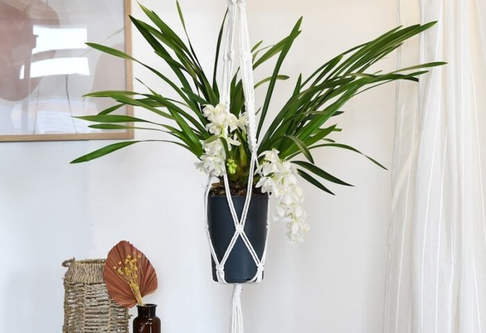 white-green-orchid-hanging-basket.jpg
