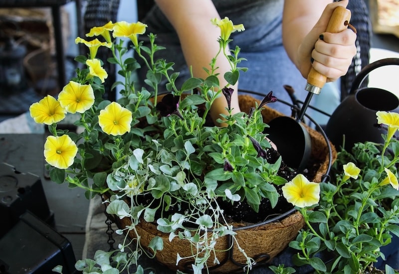 Yellow and green hanging basket plants