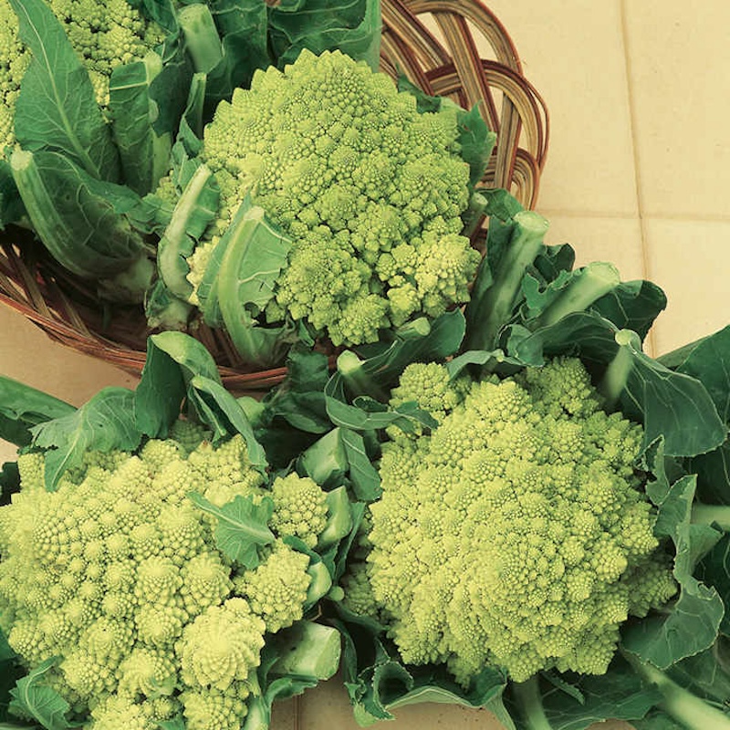 cauliflower romanescu early