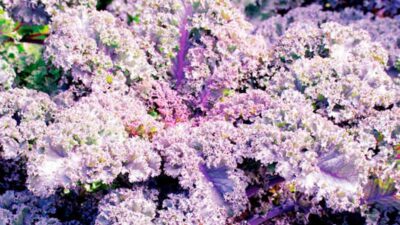 How to grow kale