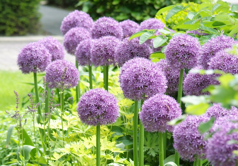 allium globemaster