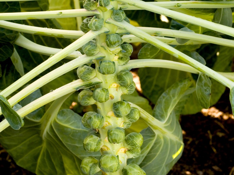 Brussels Sprout ‘Cryptus’ F1