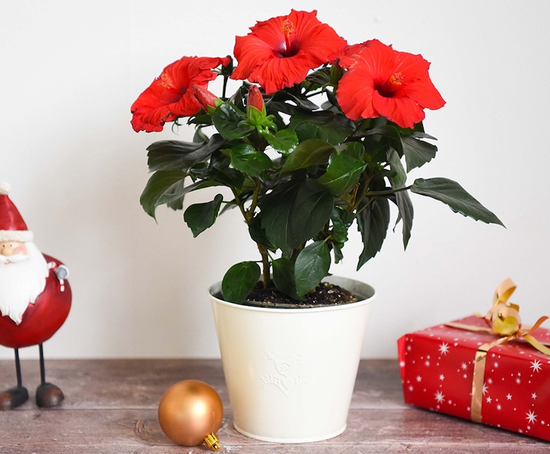 Hibiscus Festive Flair