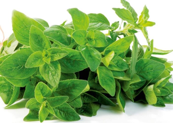 suttons-oregano.jpg