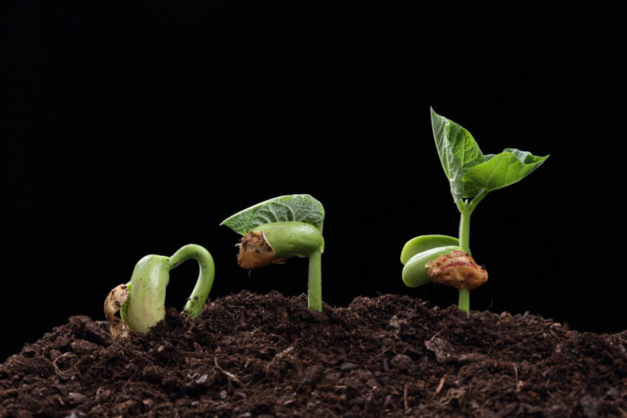 BEAN_SEEDLING_L45227-scaled.jpg