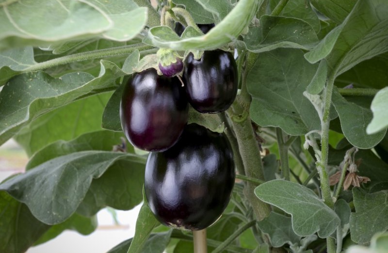 aubergine 'jackpot'