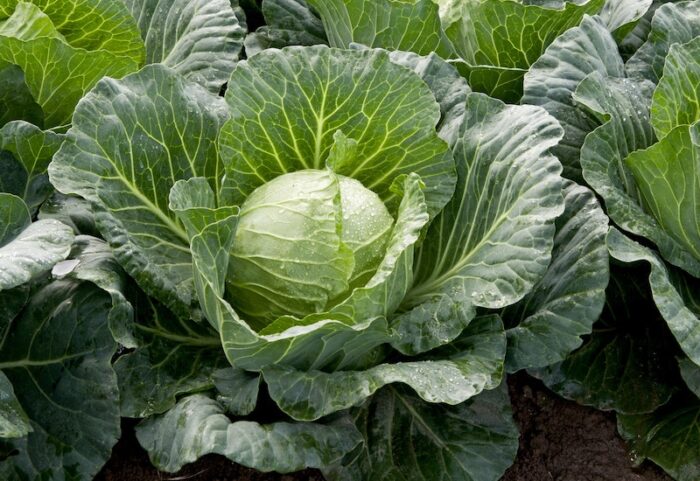 suttons.cabbage.sunta_.jpg