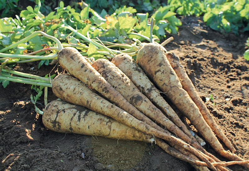 Parsnip 'Panorama' seeds from Suttons