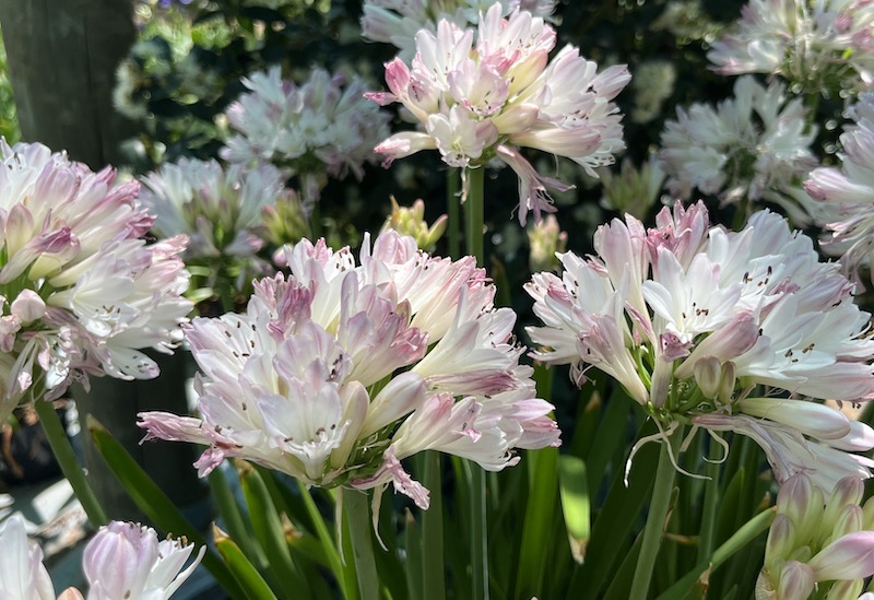 Agapanthus 'Blush Pink' from Suttons
