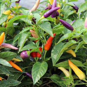 Chilli Pepper 'Jazz' F1 from Suttons